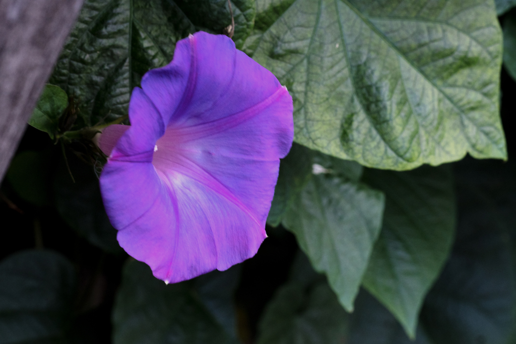 本日、今年最初の開花