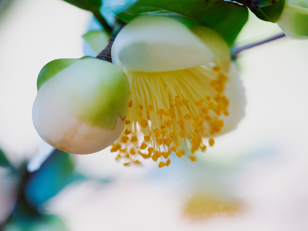 お茶の花