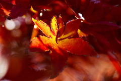 今年の紅葉は撮りずらい