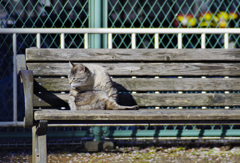 公園の友人