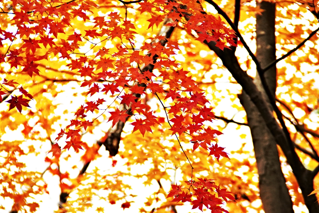 紅葉　黄葉
