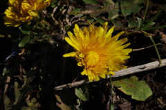 今年初の蒲公英