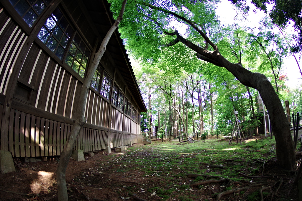 本土寺の立夏