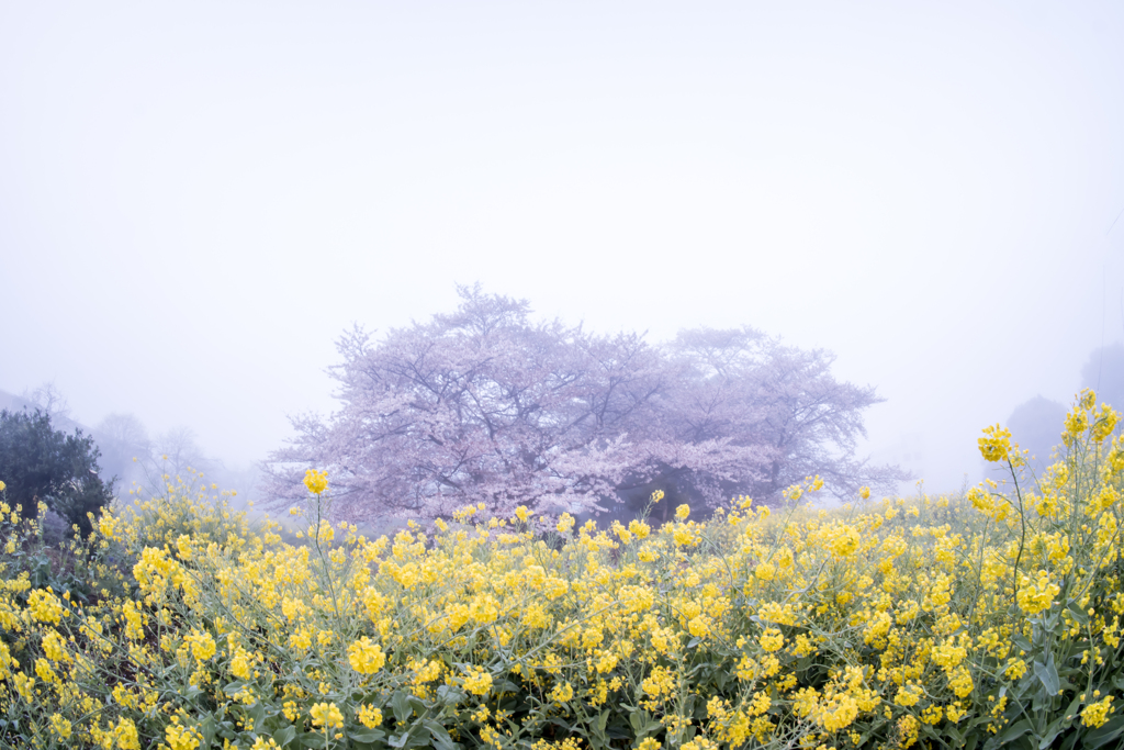 霧の中の桜