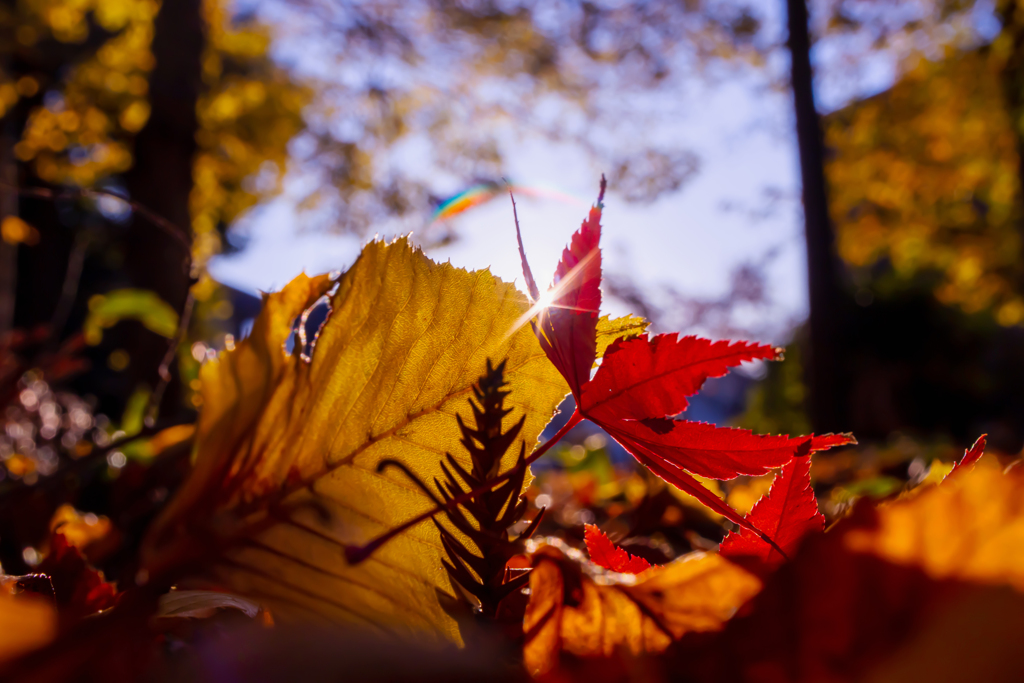 落葉の紅葉