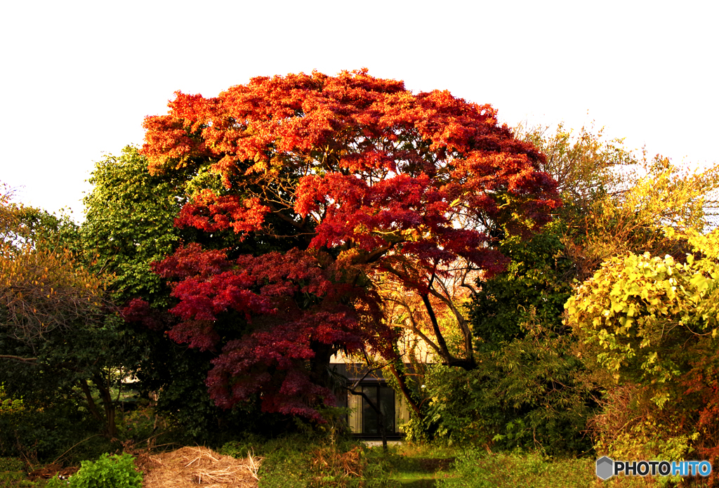 紅葉の大木