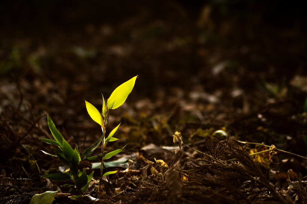 差し込む光 ピクミンの草