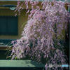 （春よ来い）裏道のしだれ桜