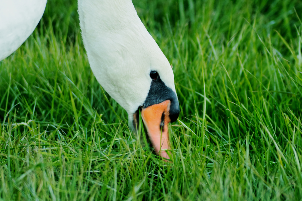 白鳥は草が好き