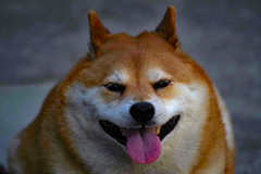柴犬　生き物シリーズ