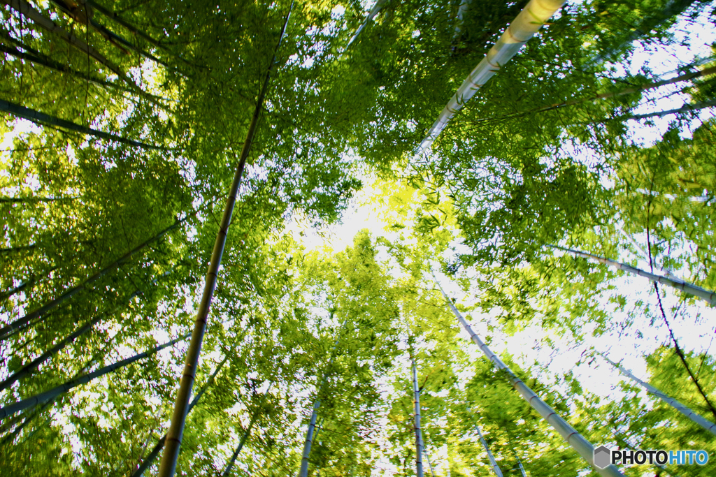 竹林の空