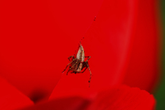 花で待つ