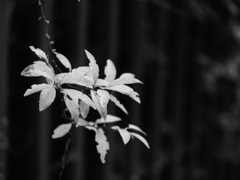 P1344629