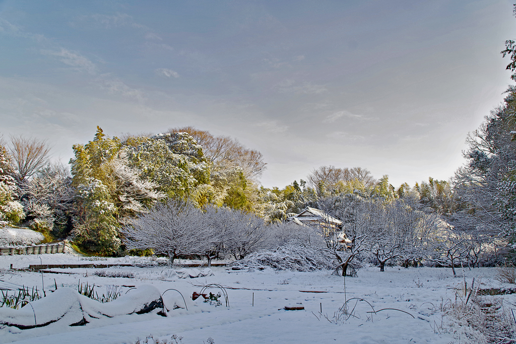 雪の朝