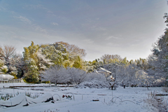 雪の朝
