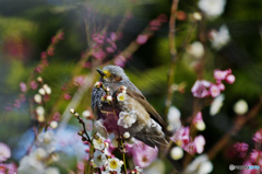 初春の椋鳥さん