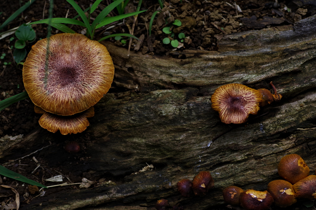 やっぱりキノコ