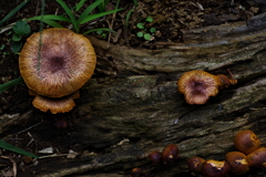 やっぱりキノコ