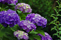 雨の紫陽花
