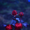 冬の薔薇