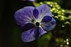 街灯に透ける紫陽花の花