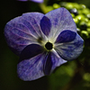 街灯に透ける紫陽花の花