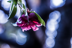 _MG_2662