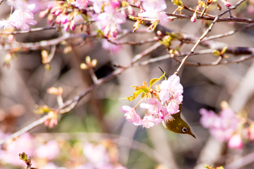 花から花へ　メジロ