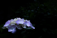 本土寺　夕刻の紫陽花