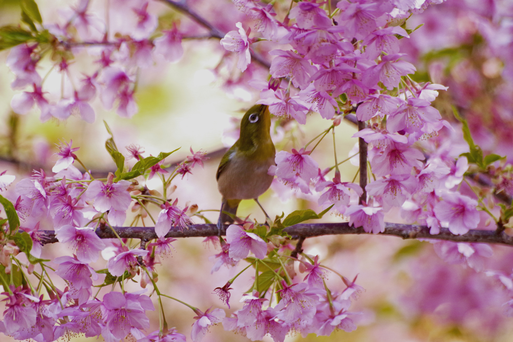 美味な桜印のハチミツ