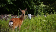 釜石の鹿
