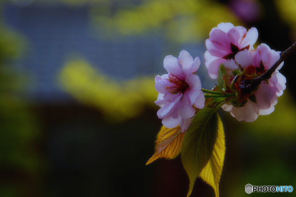 早朝の桜