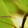 がんばれカマキリ君＝枝のふり　　生き物シリーズ