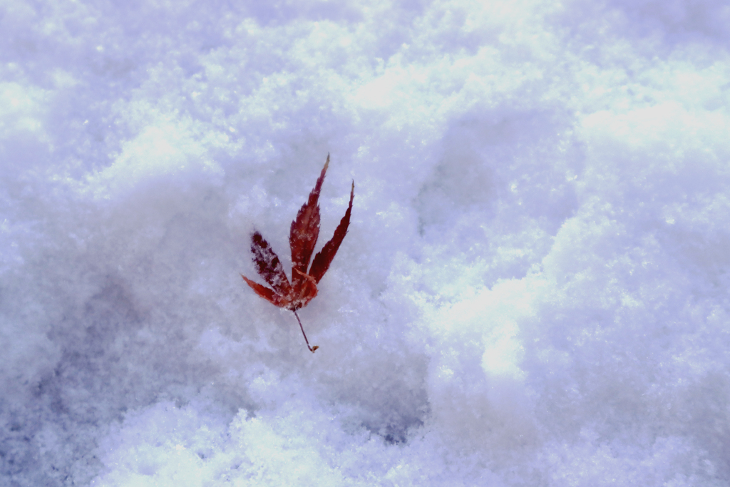 紅葉　雪に散る
