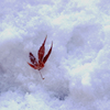 紅葉　雪に散る