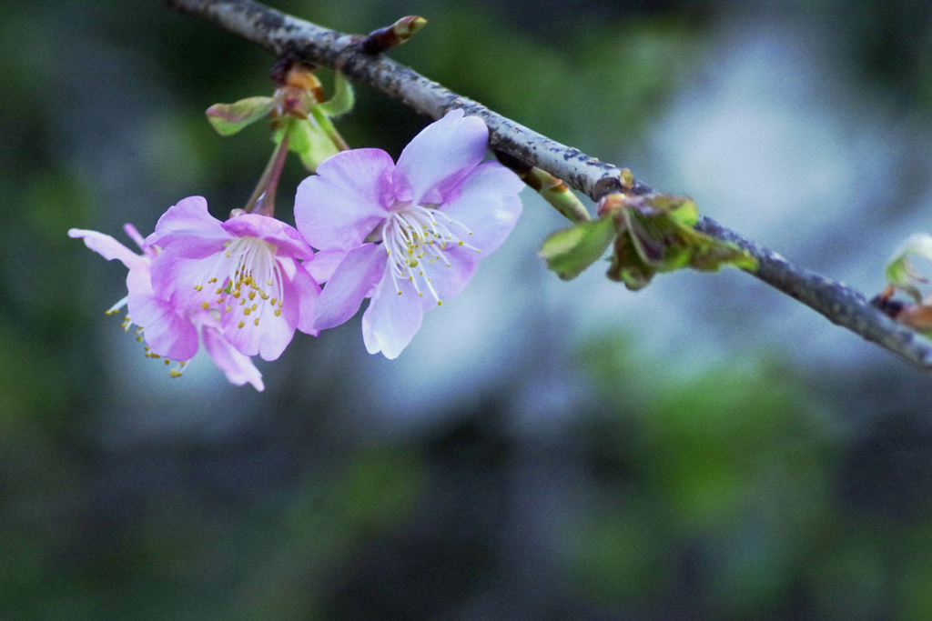 もうすぐ桜