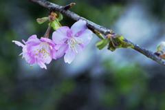 もうすぐ桜