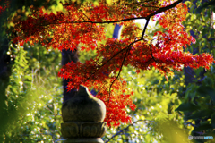 寺の紅葉