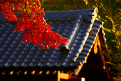 山門と紅葉