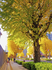 永田町の銀杏