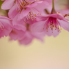 桜団子