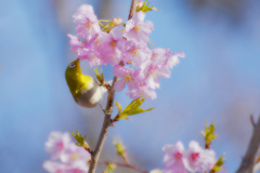 朝食は桜印ハチミツ　トースト