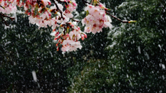 雪桜