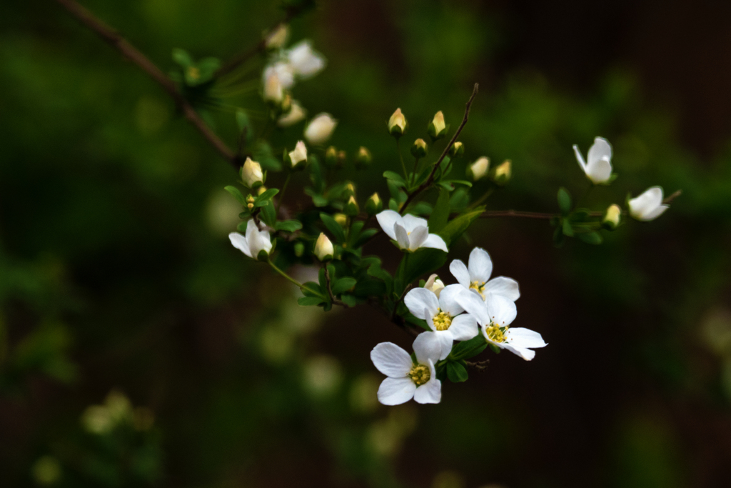 白花