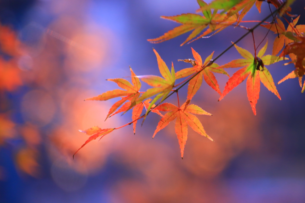 蒼茜緑の紅葉