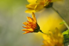 小菊　今から頑張る