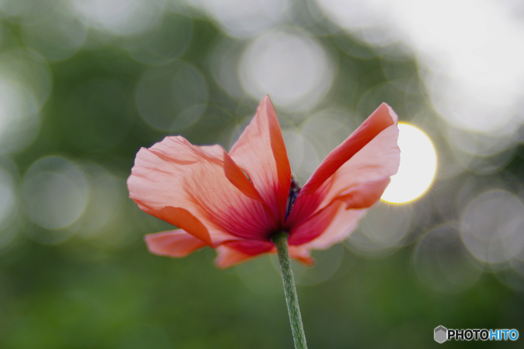 花びらで蝶