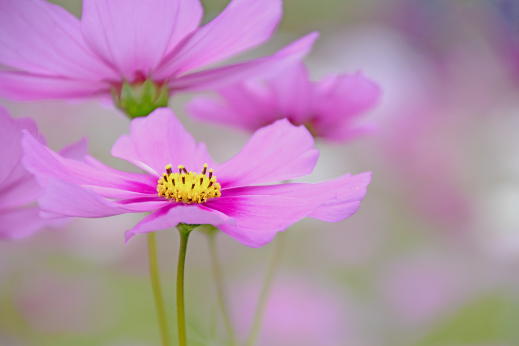 秋桜の季節