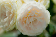 真ん丸な薔薇