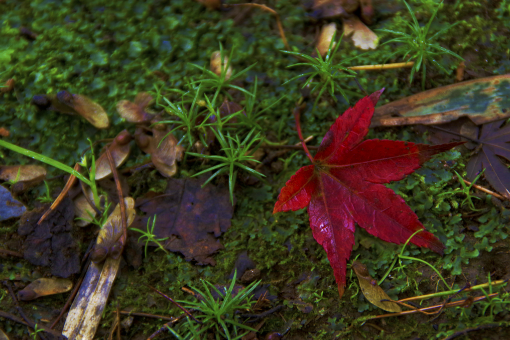 もみじの赤 苔の緑 By ウニャンニャ Id 写真共有サイト Photohito